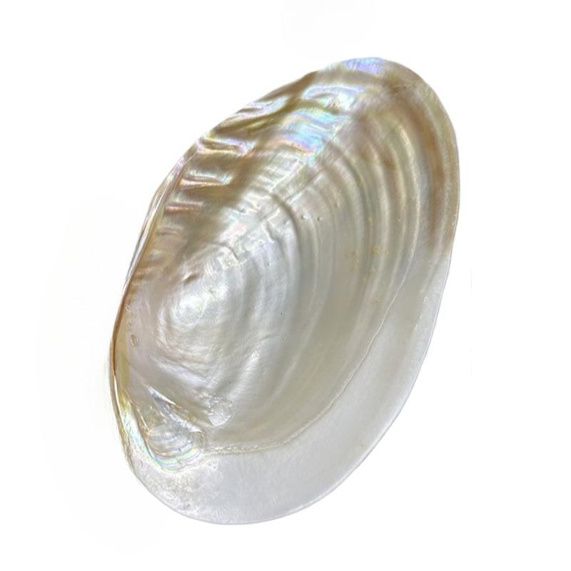

1/2pcs Extra Large Pearlescent Shell Plate Ornament Decorative Crafts Jewelry Display Storage Trays Landscaping Home Table Decor