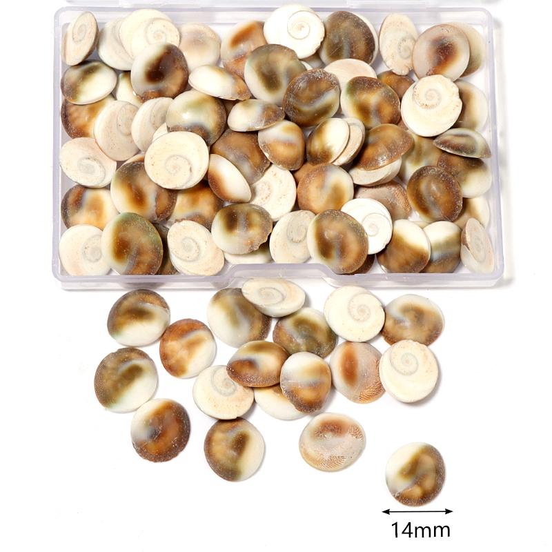 1 Box Sea Shell Spiral Shell Tiny Ocean Spiral Seashell Conch Crafts Aquarium Decoration Landscaping Accessory Photography Props