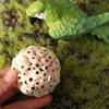 Naturale Innocuo Masticare Pappagalli Cocorite Uccelli Accessori Uccelli Macinazione Interattivo Sola Palla