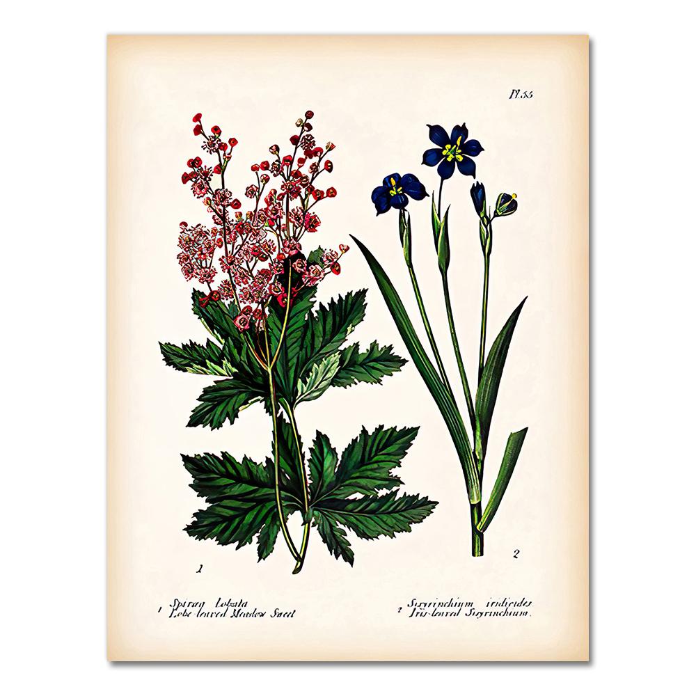 Antique Botanical Canvas Art Posters and Prints , Vintage Botanical Wall Art Painting Pictures for Living Room Home Decor 21X30CMNo Framed