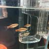 Transparent Acrylic Wall-Mounted Fish Feeder Ring Acrylic Automatic Food Dispenser Fish Tank Aquarium Feeding Tool Accessories+
