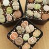 Rare Lithops Succulent Pot: Diverse Colors & Varieties