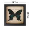 Green Banded Swallowtail Butterfly Specimen Decorative Painting - Real Insect for Display