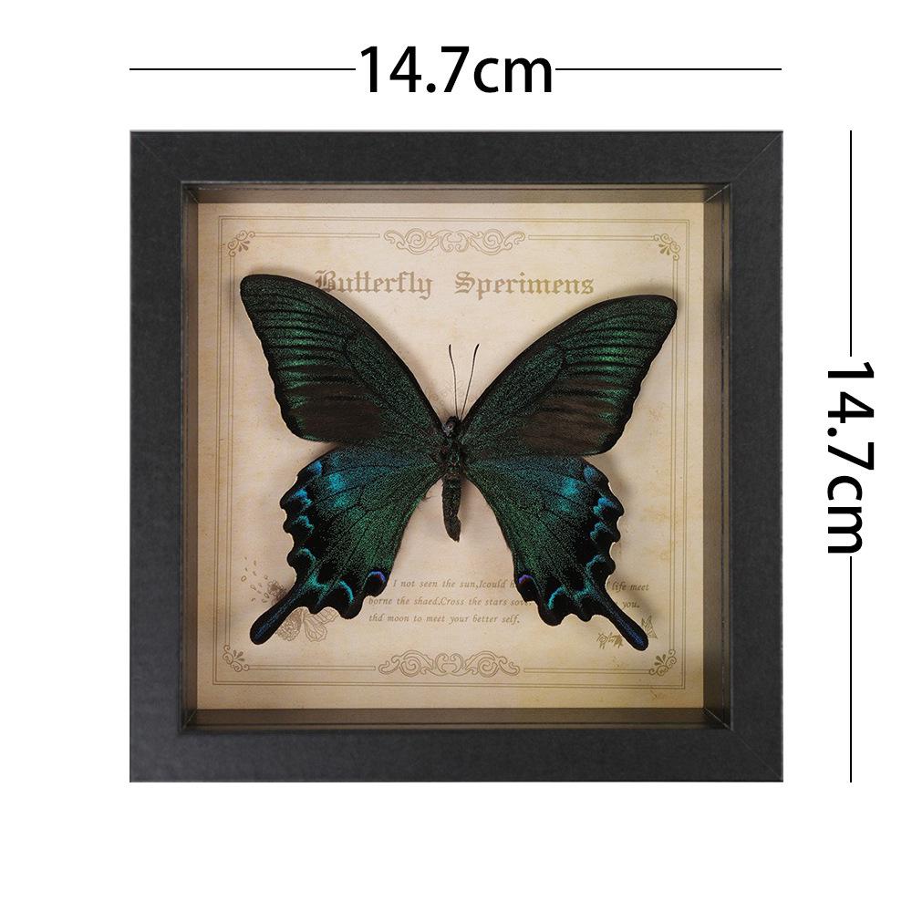 Green Banded Swallowtail Butterfly Specimen Decorative Painting - Real Insect for Display