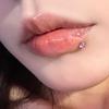 Waschbär Waschbär Liebe und Meeresfaden Labret Strass Süße Begierde Ohrknochen Stecker Mode Sexy Piercing Schmuck