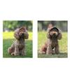 Fashion Pet Hat For Small to Large Dog Adjustable Cord Sunproof Baseball Hat for Walking Hiking Outdoor Sport Activity