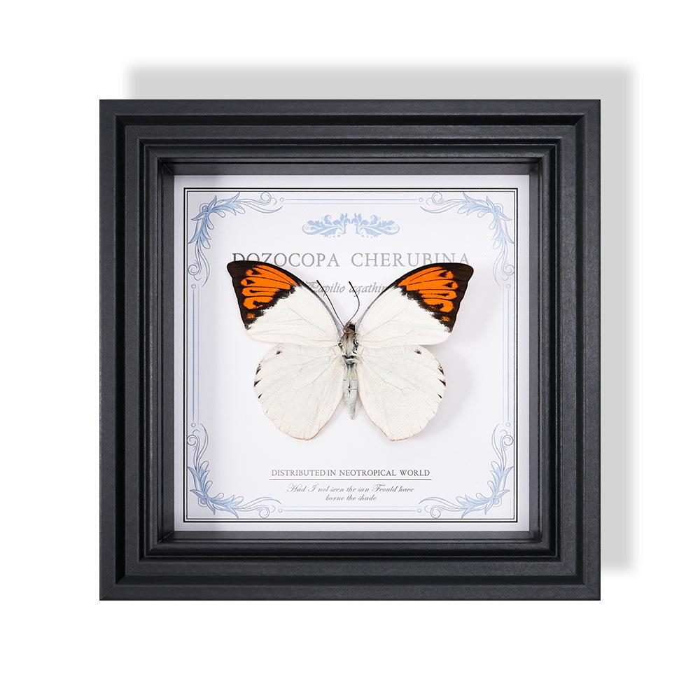 Wall-Mounted Butterfly Specimen Photo Frame: Home Decor & Gift for Valentine's Day, Qixi, Birthday, Couples & Insect Lovers