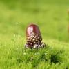 Cute Squirrel Pinecone House Maple Leaf Micro Landscape Garden Decoration Resin Craft Ornaments Livingroom Desk Decoration