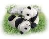 Ania AS-23 Giant Panda Baby