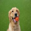 Cães – Brinquedos para cães