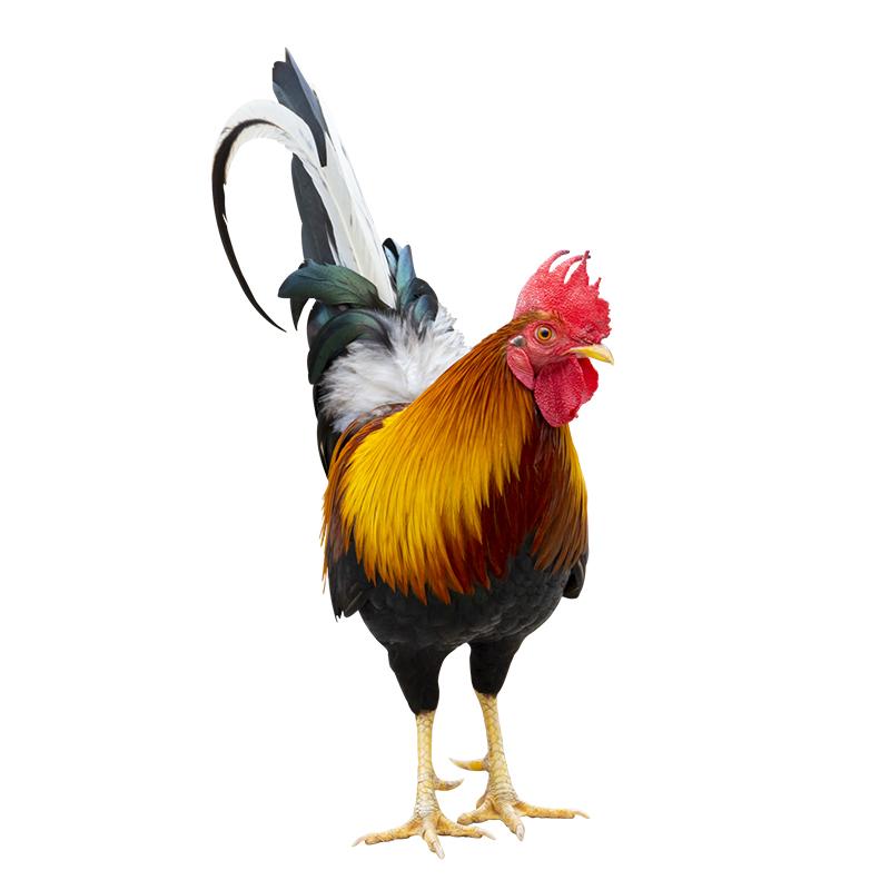 

T377 # красивая наклейка с изображением петуха на автомобиль, виниловая наклейка, водонепроницаемые украшения, наклейки для автомобиля D-15cm-Longest Side