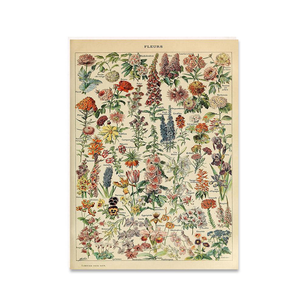 Antique Botanical Print Flowers Fruit Mushrooms Posters Vintage French Educational Wall Art Canvas Painting Pictures Home Decor