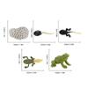 Ranidae Growth Cycle Model Children Miniature Simulation Animal Early Education Statue Toy
