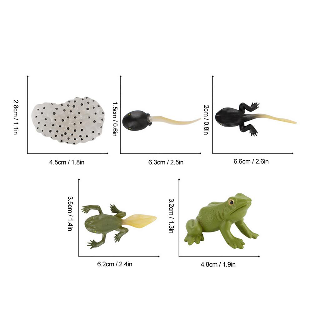 Ranidae Growth Cycle Model Children Miniature Simulation Animal Early Education Statue Toy