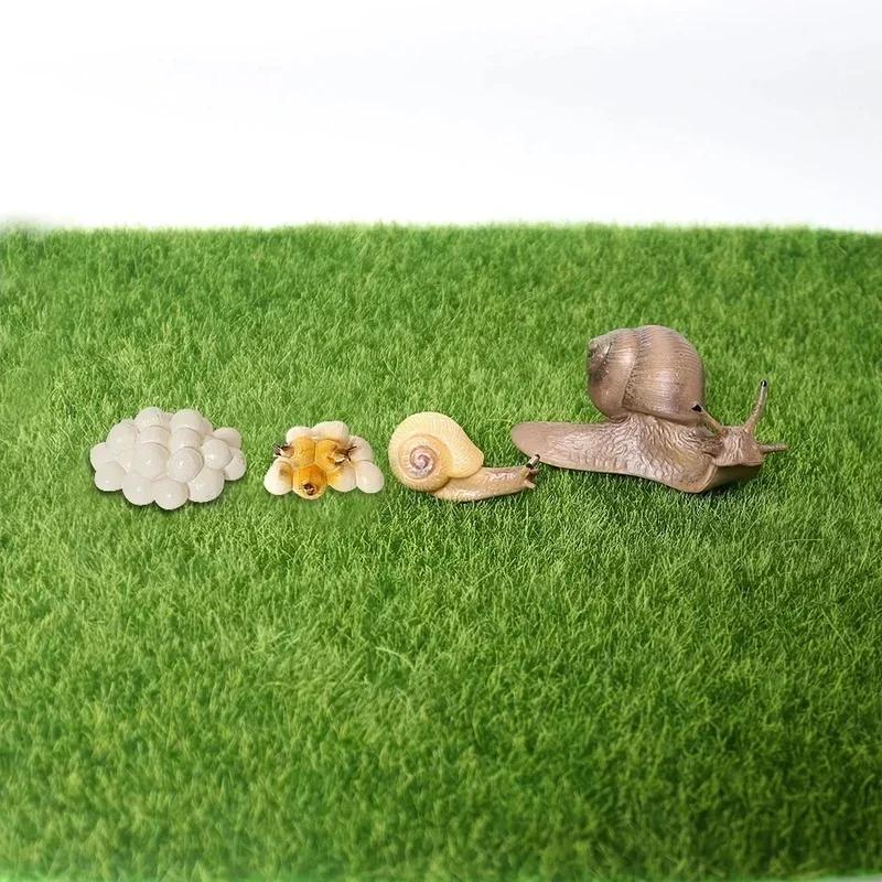 Realistic Snail Growth Cycle Model Animal Model Snail Life Cycle Model Miniature Garden Decoration Collector Educational Toy