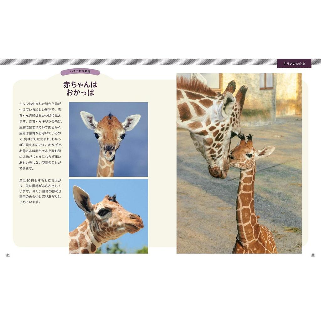 Animal Photo Book Horns and Antlers Comparison Ikimono Shashinkan 3 Japanese Picture Book