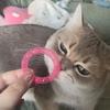 5Pcs Bouncing Spring Cat Interactive Grid Tube Bell Sounds Spring Cat Toy  Indoor Outdoor