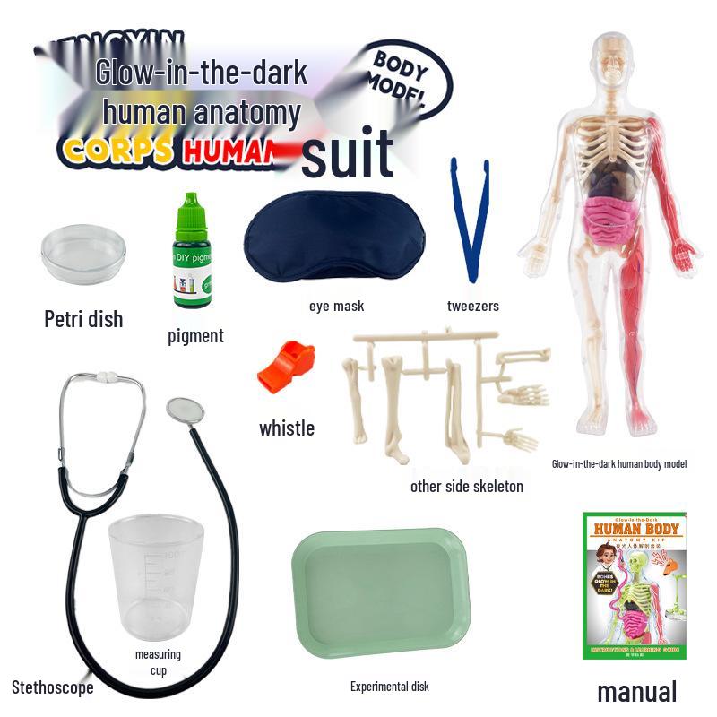 STEM Educational Human Skeleton Model for Kids: Cognitive Science & Organ Assembly Toy