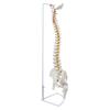 85cm Bendable Human Spine & Pelvis Skeleton Model for Osteopathy Teaching