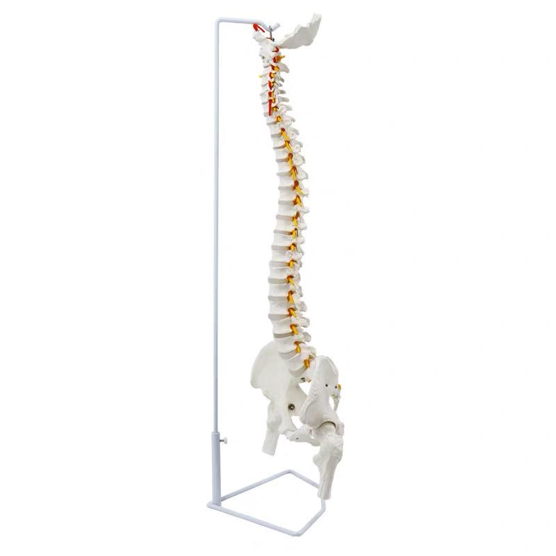 85cm Bendable Human Spine & Pelvis Skeleton Model for Osteopathy Teaching 85cm