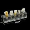 Dental Pulp Restoration Pathological Model Detachable Teeth Dissecting Premolar Teeth Cavity Filling Dentist Material