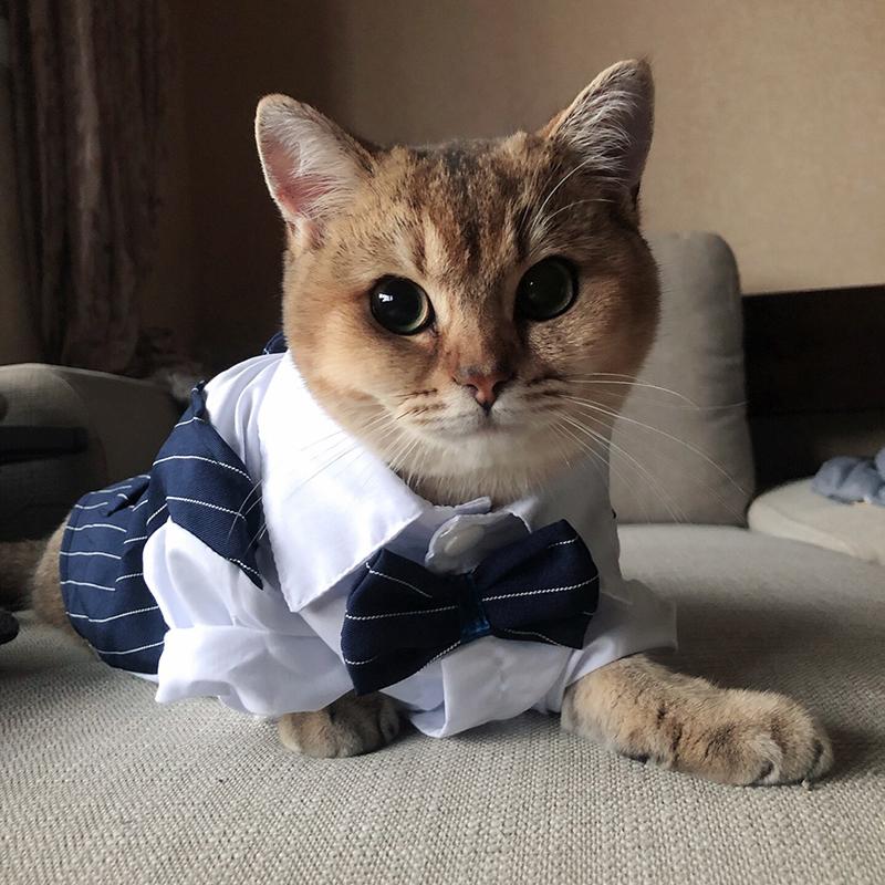 Hochzeitsgesellschaft Männliches Haustier Smoking Anzug Sphynx Katze Kleidung für Katzen Gotas mascotas Kostüm Katten Kedi Hemden Reunion Hundebekleidung