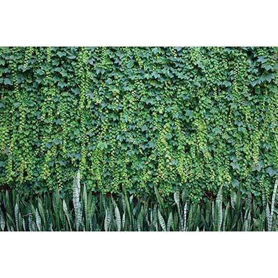 MOON.QG Tropical Leaves Backdrops Spring Garden Backgrounds Green Grass Photo Wall Customized Name Birthday Wedding Photocall