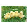 Yoshinori Riku No Friends Plush Toy Chick 180444