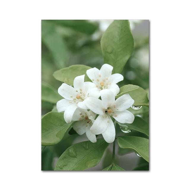 

Зеленый лес Холст Плакат Дикий олень Водопад Ручей Цветок Лист Весна Печать Живопись Природа Пейзаж Картины Искусство Домашний декор 70x100cm No Framed