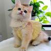 Neues Blumenmuster Kragen Katze Kleid Niedlich Gelb Grün Welpen Tutu Rock Dünn Mini Haustier Kleidung Katzen Partykleid für Sommer