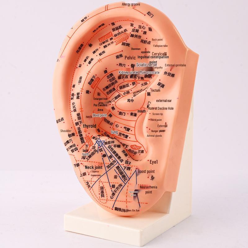 23CM Acupuncture Ear Model with Base - Extra Large Engraved Ear Stud Acupoint Model