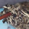Moonlight Beauty White Tea Large White Buds Pu-erh Cha Tea 357g/12.59oz