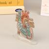 2D Heart Anatomy Acrylic Model - Educational And Decorative Teaching Tool For Home Office Classroom Clinic Medical Office