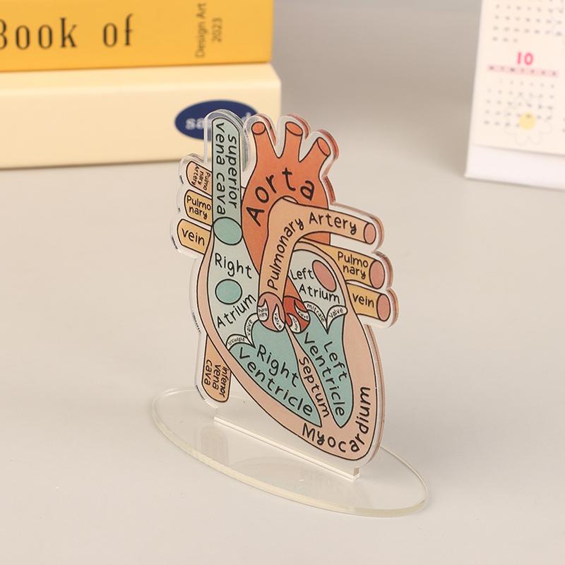 2D Heart Anatomy Acrylic Model - Educational And Decorative Teaching Tool For Home Office Classroom Clinic Medical Office