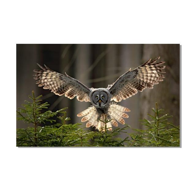 

Лес с совой холст печать плакатов летящая сова зеленая ель настенные художественные фотографии гостиная фреска домашний декор живопись куадрос 50x80cm No Framed