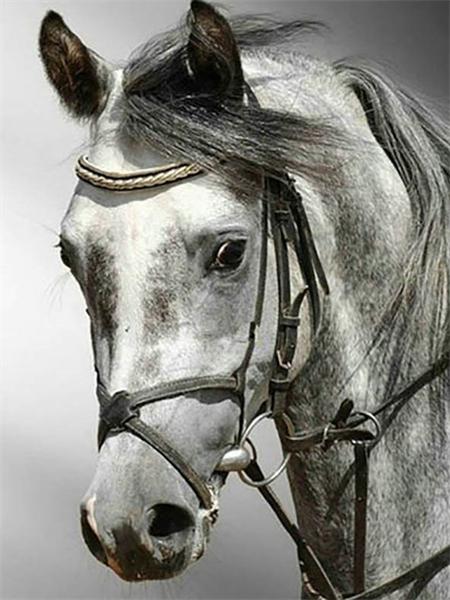 Diamond Art Painting Horse Full Round Embroidery Mosaic Animal Handmade Home Decor