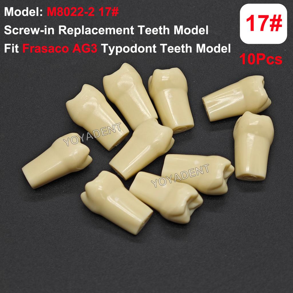 Fit Frasaco AG3 Typodont Dental Teeth Model Full teeth 32Pcs Screw-in Practice Filling Soft Gum Gingivae Teeth Training Teach