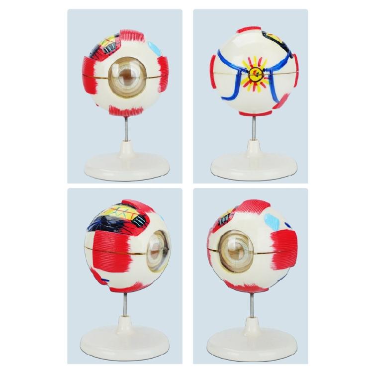 Abnehmbares anatomisches PVC-Augapfelmodell 6-fach vergrößertes menschliches Augapfel-Anatomiemodell für klinische settings und Forschung