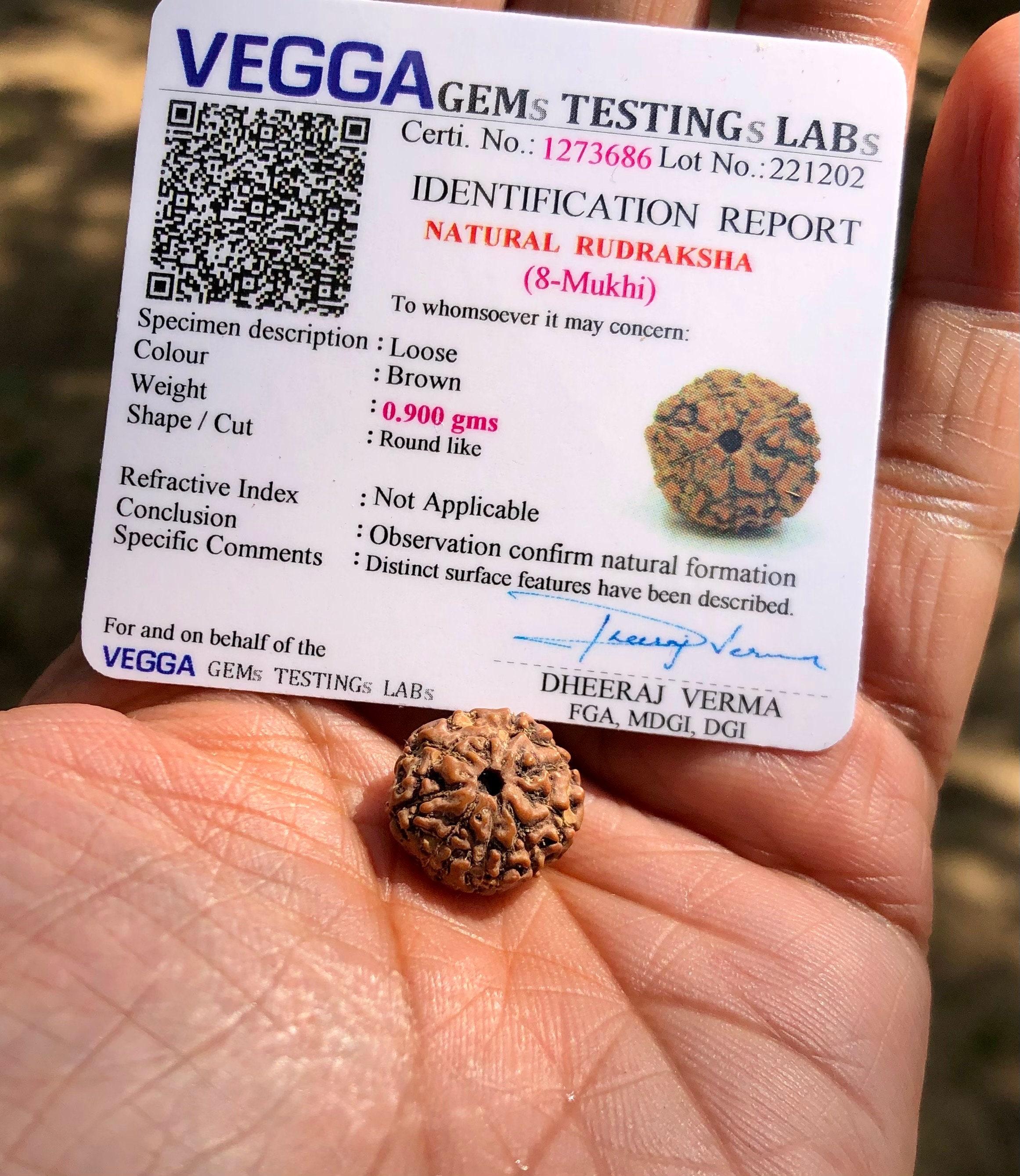 LAB CERTIFIED 8 Mukhi RUDRAKSHA Rudraksh 8 Eight Face Rudraksham 1 Piece Yoga Prayer Healing Meditation, Small Size Free Ship One Size