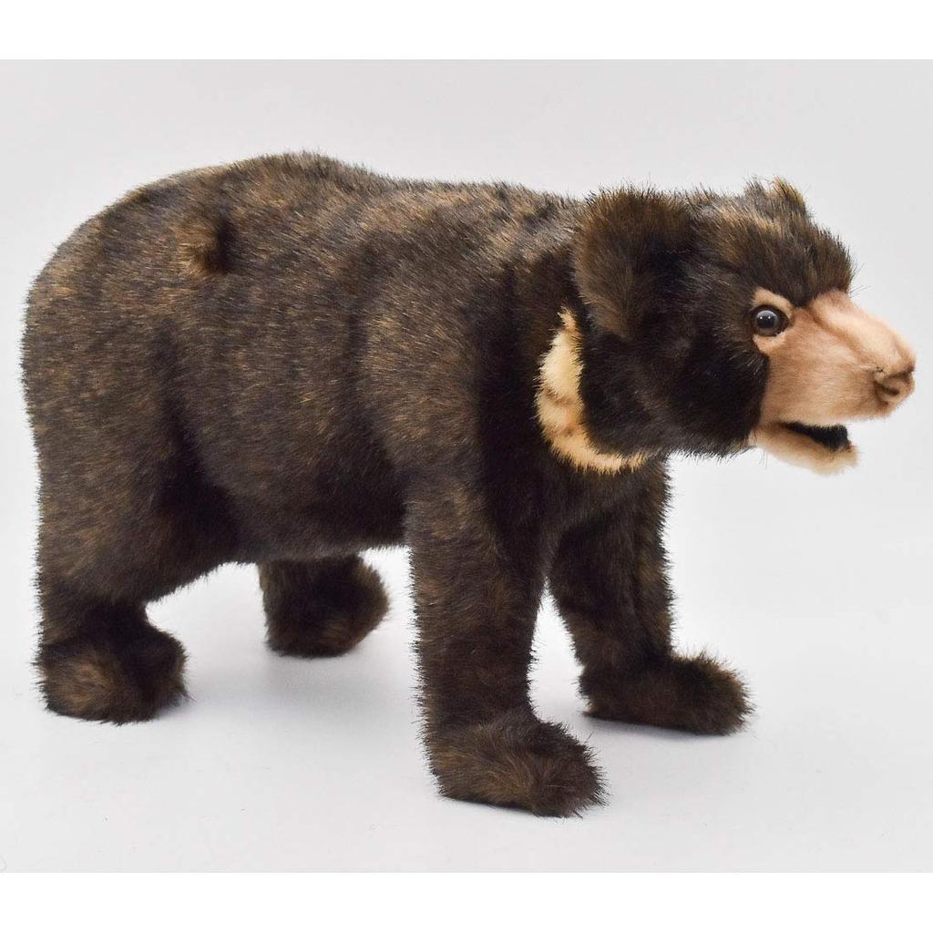 Malayan Sun Bear No. 5234