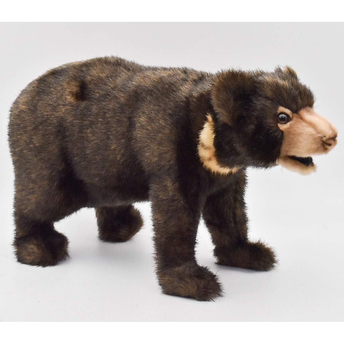 

Malayan sun bear No.5234