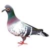 Légère Variation de Lot Pigeon Réaliste Pigeon en Mousse Apparence Réaliste