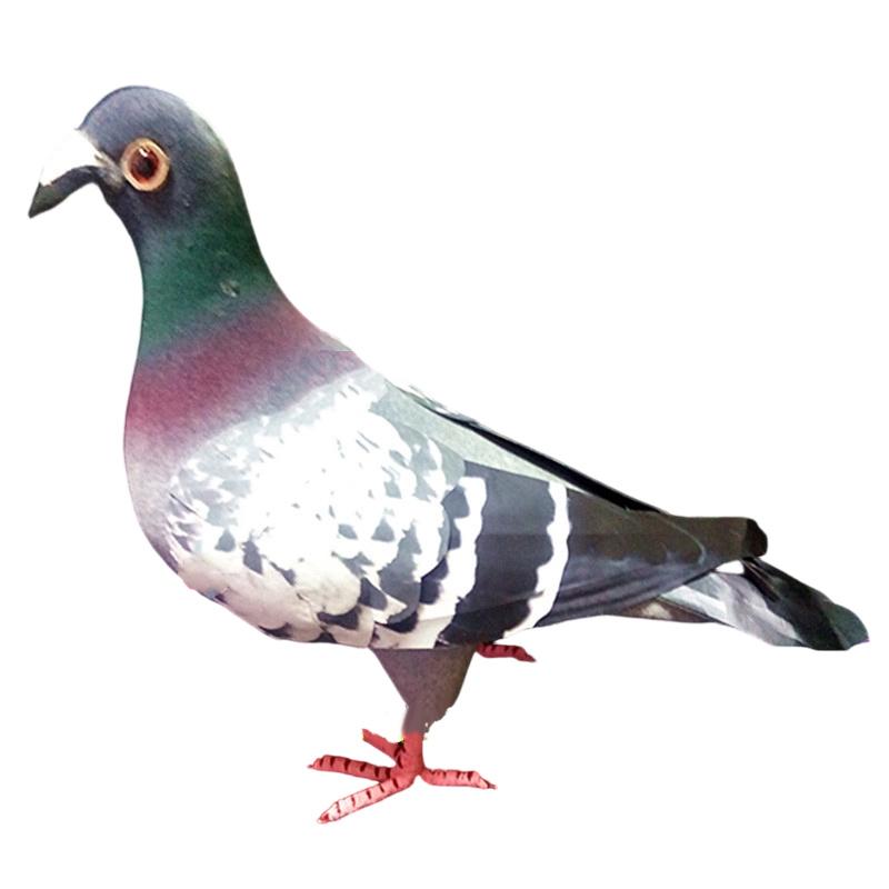 Légère Variation de Lot Pigeon Réaliste Pigeon en Mousse Apparence Réaliste
