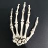 1 Pair Halloween Skeleton Hands Plastic Hand Skull Claw Skeleton Model Scary Bone Hands for Halloween Decoration Horror