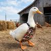 Adjustable Duck Diapers Reusable Chicken Physiological Pants Creative Poultry Nappy  Pet Supplies