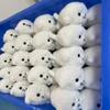 Kawaii Plush Seal Doll Cute Pet Hanging Toy Realtic Cartoon Animal Pendant Soft PP Cotton Filled Fabric Art Toy for Adult Kids