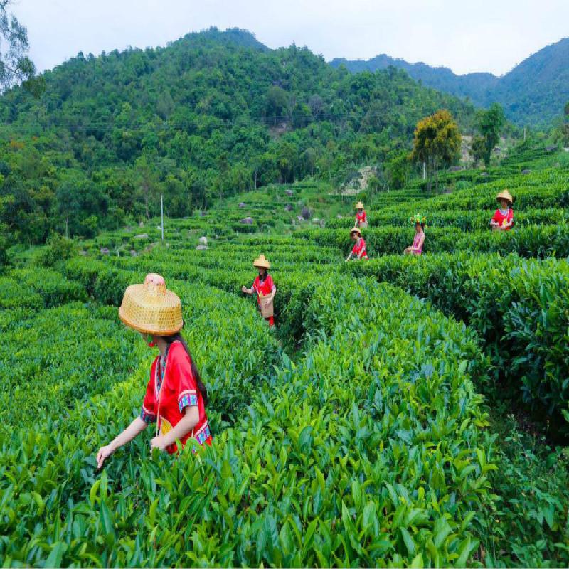 Ginkgo Biloba Leaves  Chinese Wild Ginkgo Tea Medicinal Tea Herbal Tea