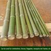 Natural Bamboo Garden Poles