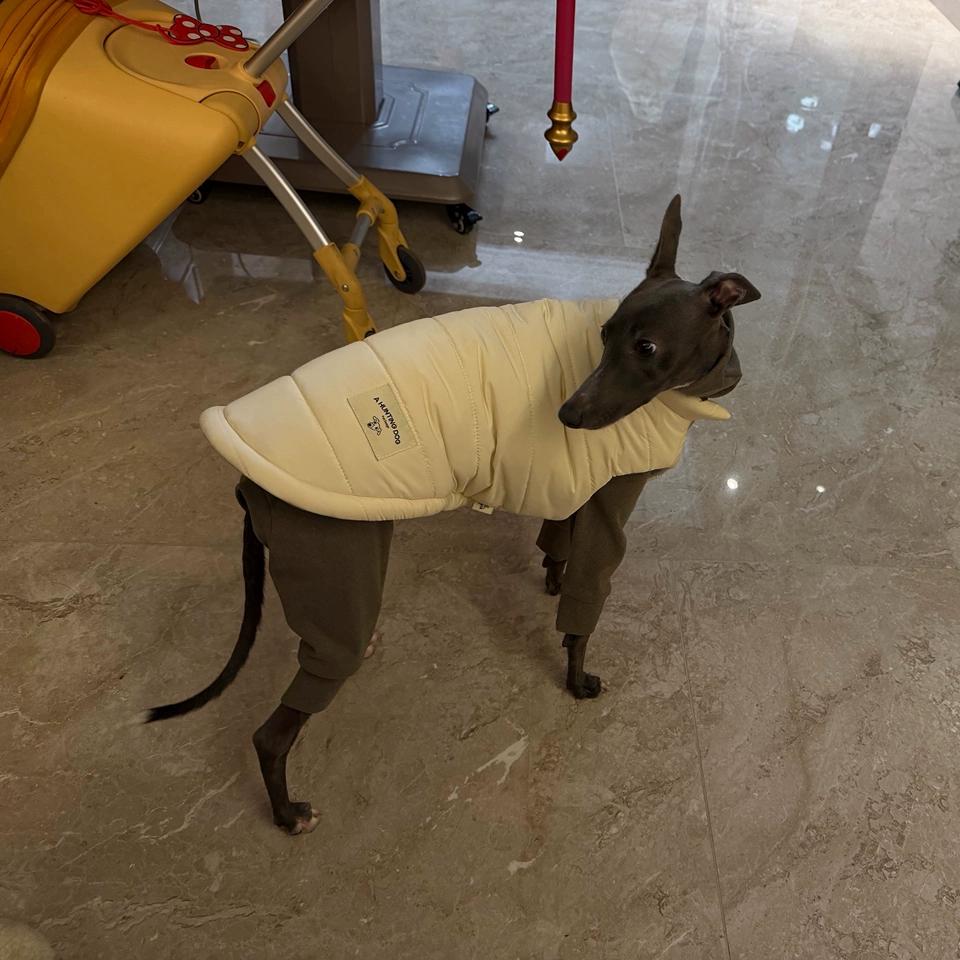 

Botton Up Dog Winter Cotton Vest,Thicken Pet Outfit Coat,Sleeveless Jacket for Whippet Greyhound Medium Large Dogs,Easy Outdoor 1