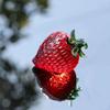 Crystal Statue Fruit Ornament Paperweight Miniature Glass Fruit Figurine Sculpture for Car Home Bookshelf Tabletop Decoration
